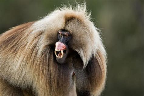 exoticmonkey|Ethiopia’s Exotic Monkeys .